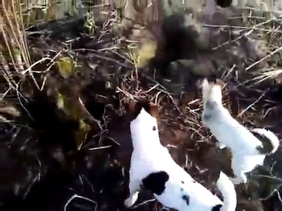 JACK RUSSEL A LA CHASSE AUX LAPINS