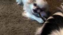 Our Japanese Chin Dogs - With close ups