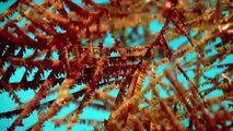 Rare Glimpse of Ancient Corals and Other Creatures of the Deep | Pew