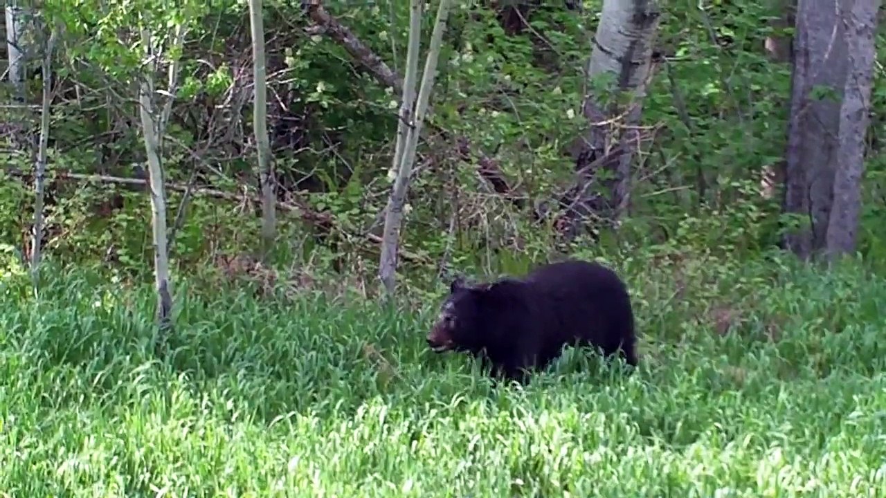 Mr. Friendly Bear
