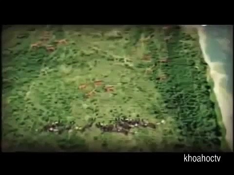 National Geographic Documentary Wild Animals attack National Geographic Animals