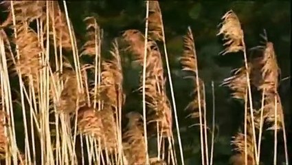 Nilsen Brothers - Aber dich gibt's nur einmal für mich 2008