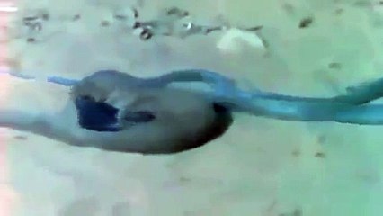 Mongoose Kills King Cobra