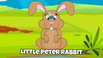 Little Peter Rabbit