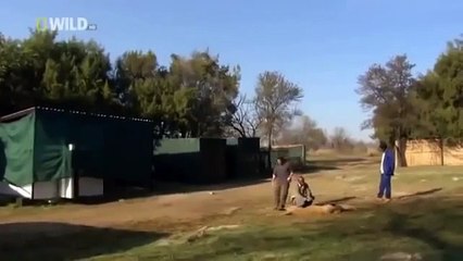 Amazing Lion Ranger Kevin Richardson 3 3 National Geographic Documentary 480p