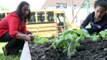 Learning Matters: Greening City Schools, One Garden at a Time