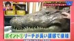 [Engsub] Funny Japanese Pranks: Humans vs Crocodile