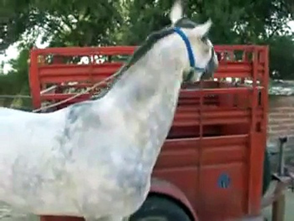 CABALLO CUARTO DE MILLA RIENDA CHARRA Y BAILADOR