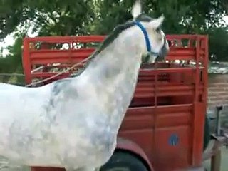 CABALLO CUARTO DE MILLA RIENDA CHARRA Y BAILADOR