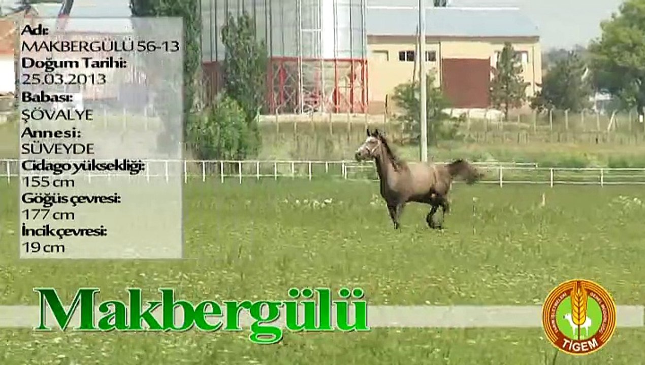 MAKBERGÜLÜ
