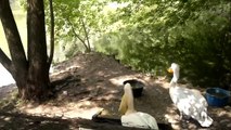 Pelican Eats Pigeon