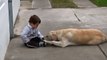 Ce que fait ce chien pour ce petit garçon atteint du syndrome de Down est incroyable