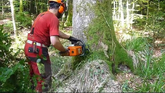 French logging with a Stihl ms 460 stihl-Abattage d'une jolie pesse, moyenne montagne Jura