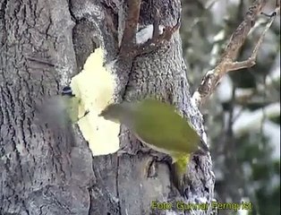 GRÅSPETT  Grey-headed Woodpecker  (Picus canus)  Klipp - 145