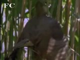 Pássaro Cuco, o 1º Dos 10 Animais mais malandros da Natureza