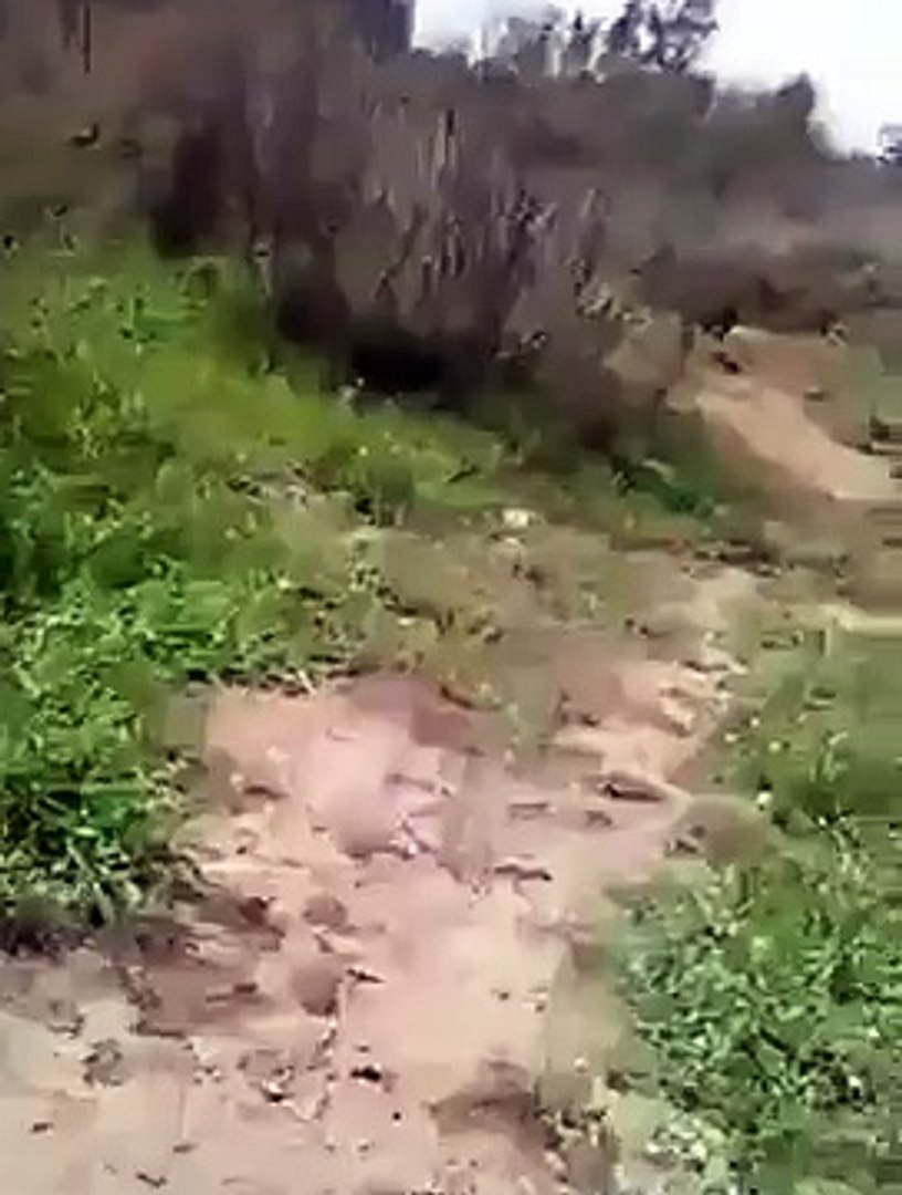 rottweiler hunting boar