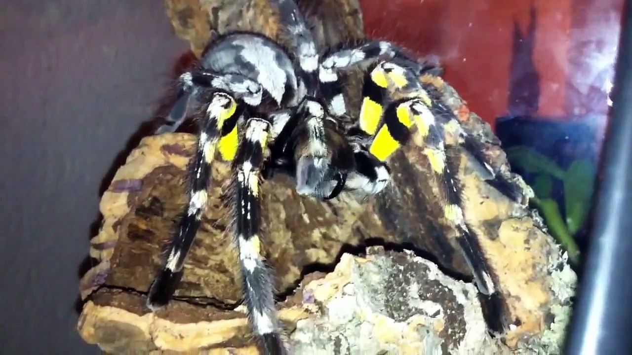 Poecilotheria Regalis HD