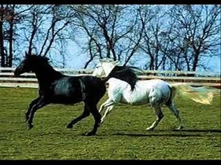 Boi Soberano - Tião Carreiro e Pardinho