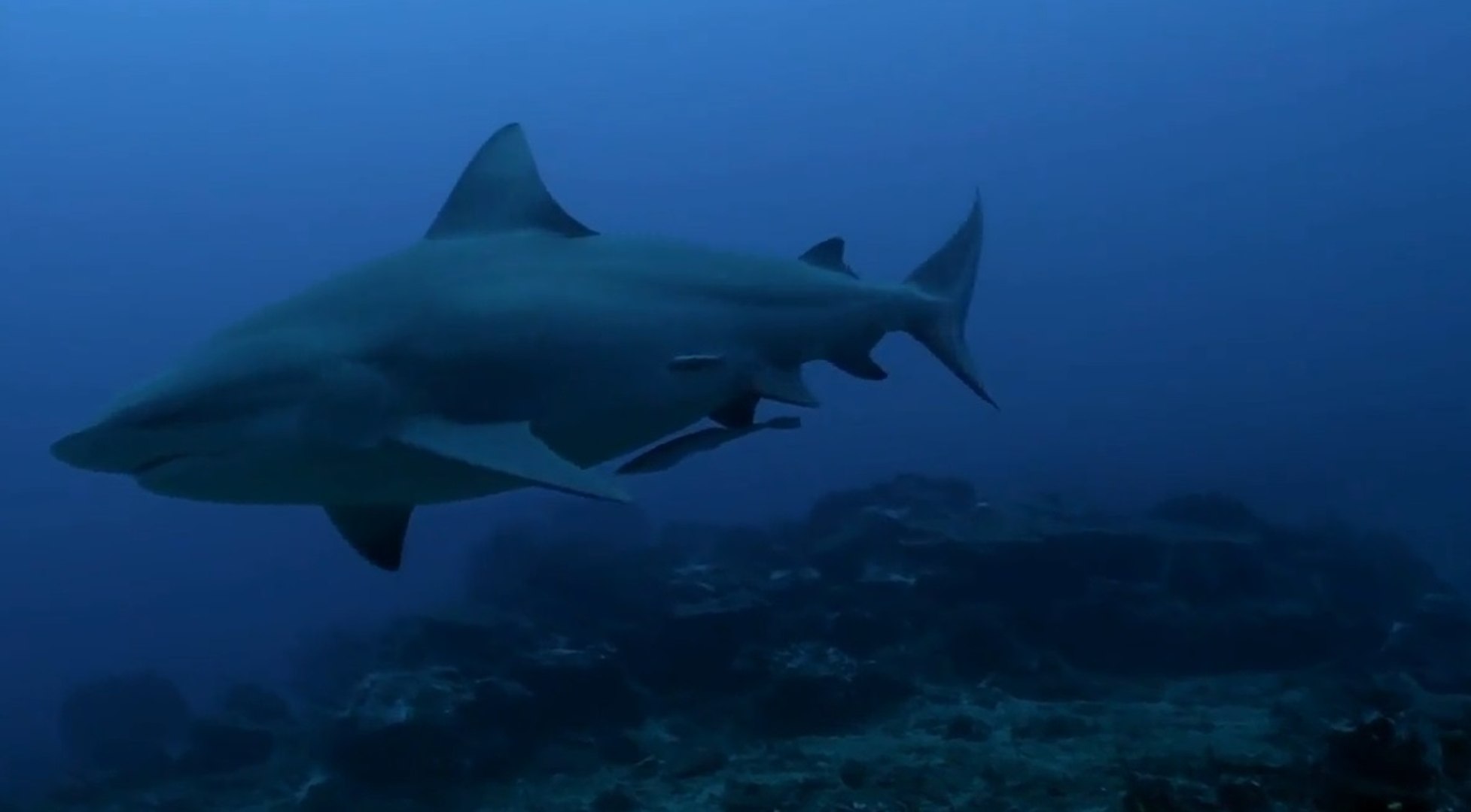 Remora Baliklari Dailymotion Video