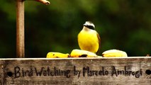 Observação de pássaros, silvestres, em alimentação, na Natureza das Cidades, (1)