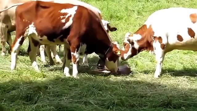 Cow Giving Birth Twins Animal Birth 2015