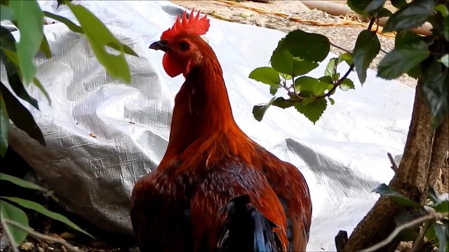 Los Gallos Cacareando.....Roosters Crowing....Costa Chica Mexico