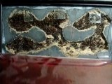 Camponotus noveboracensis Colony Hibernating [HD]