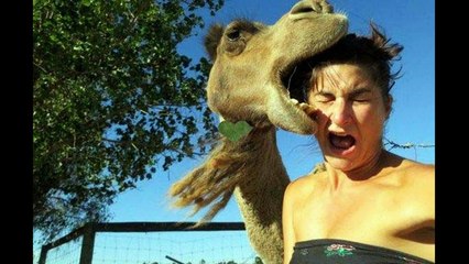 Dangerous Animal Attacks Compilation 2015 - CRAZY Animal Attack