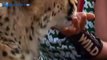 Cheetah attacked reporter. Cheetah attack the people / Animal Attacks on Human