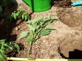 Planter des tomates - Comment planter des tomates ?