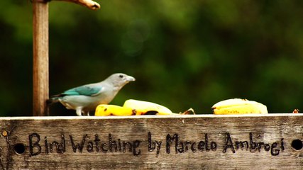 Observação de pássaros, silvestres, em alimentação, na Natureza das Cidades, (16)
