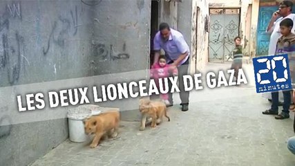 Deux lionceaux quittent leur maison de Gaza pour une réserve en Jordanie