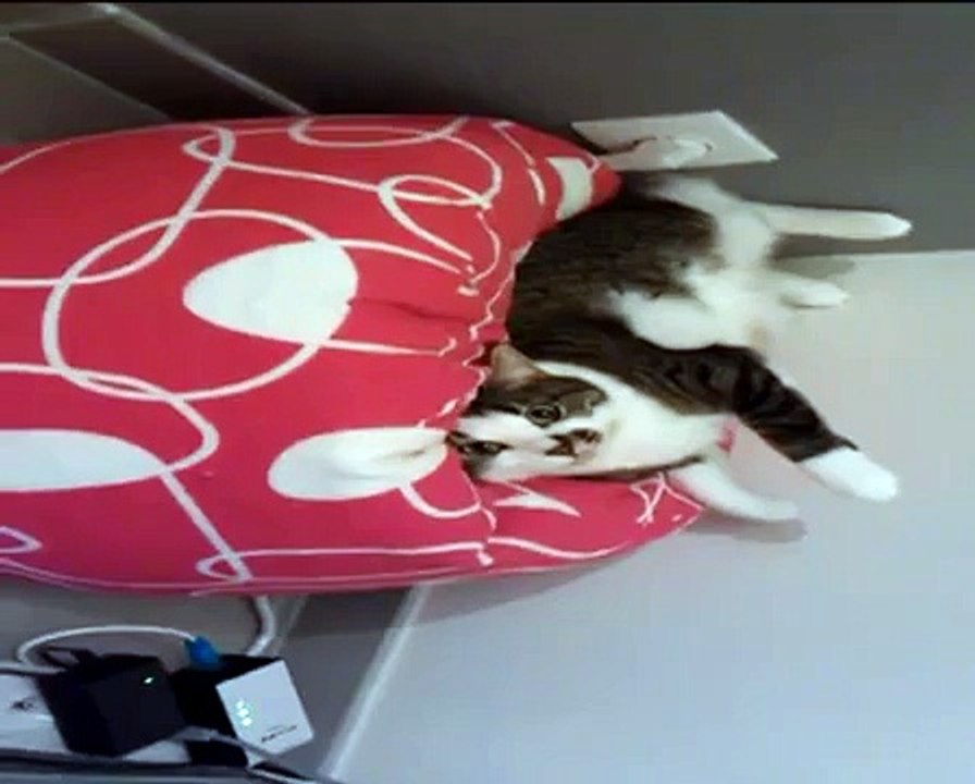 chat drole qui veut un calin. funny video. Humour animal