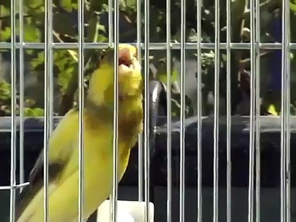 Ludo, canari raza espagnol, Antonio Rolea.