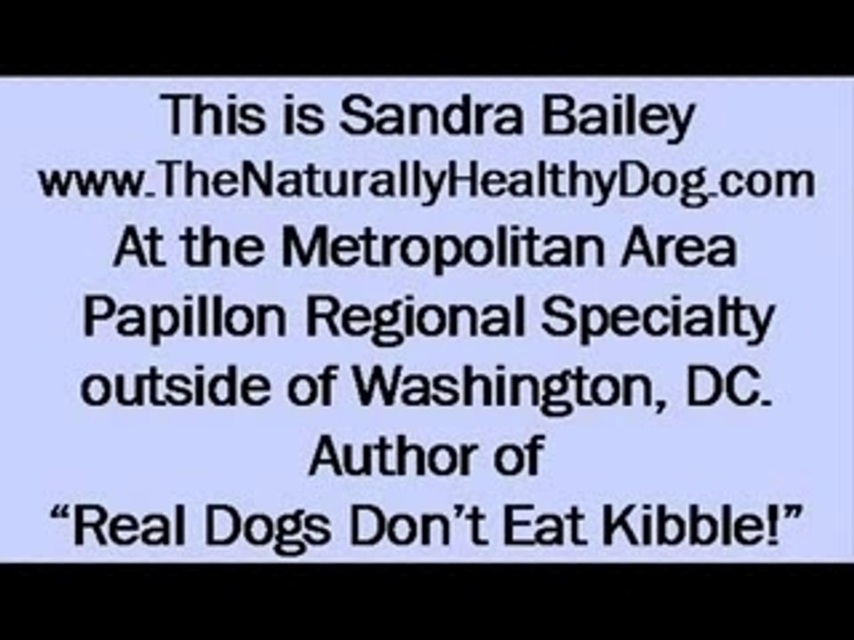 Papillion Dog Show 2 - Natural Raw Diet