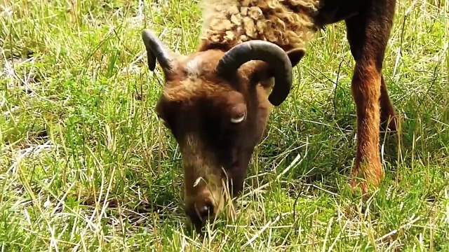 Alte Nutztierrassen 38: Quessant Schafe, Bretonische Zwergschafe, Ouessants Tier Doku Haltung