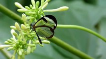 Greta oto, a beautiful Glasswing  butterfly - Greta oto, la mariposa de 