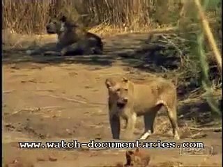 2 Large Crocodiles Fight to the Death for dominance, Clash of Titans