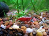 My Red Cherry Shrimp tank