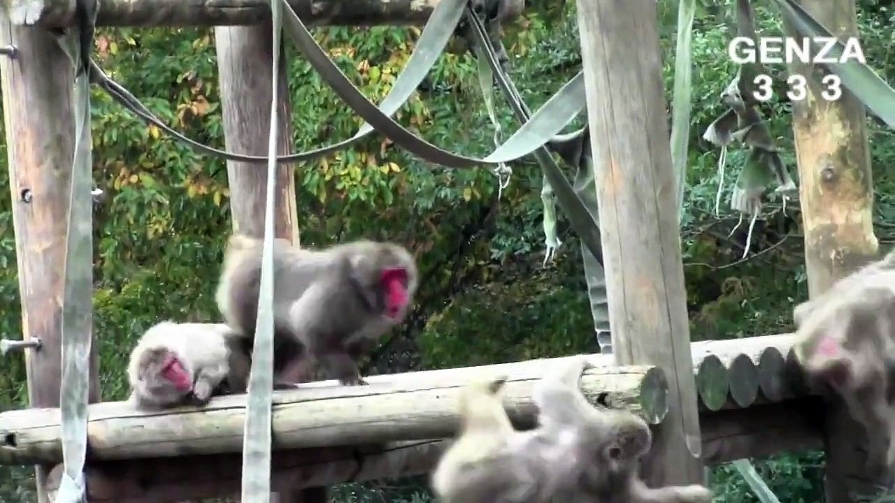 angry boss monkey compilation