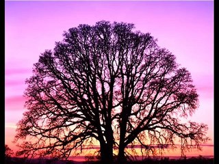 Sura de La Vaca (Al-Baqara), Versos 142 - 163