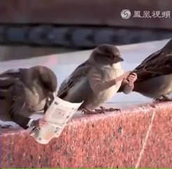 If they treat people like birds