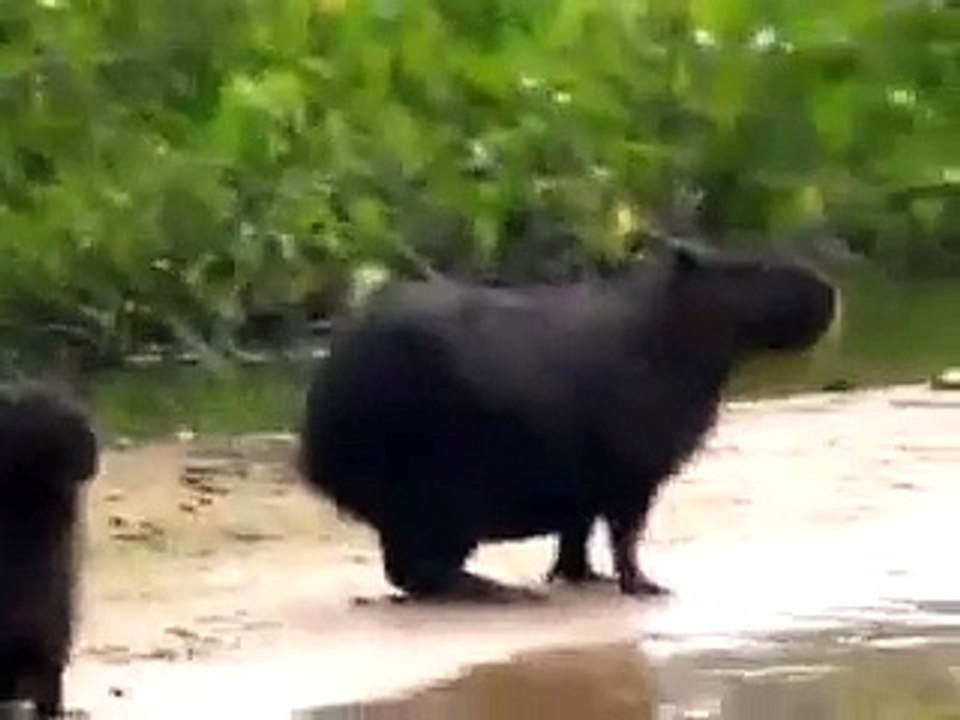 Tio Lnio Viu a Onça Pintada atacando a Capivara e pegando até debaixo d'agua!