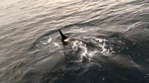 Sea Lion Escapes Orca Attack off of Long Beach CA Harbor Breeze Cruises 562-432-4900