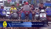 5000 Ducks Stop Traffic in Taizhou, China: Hong Minghsu's Ducks March into Chinese City