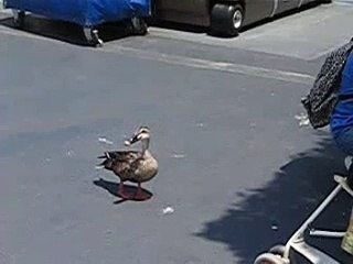 yellow nib duck waddle @ disneyland