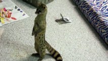 Exotic pet spotted genet standing like a person