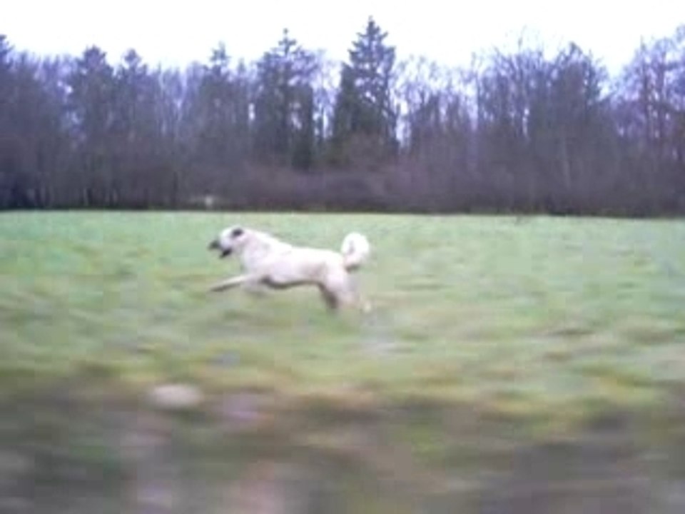 ULU karabas kangal soylu