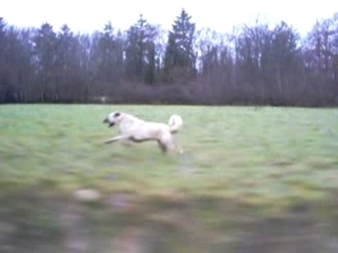 ULU karabas kangal soylu