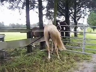 Squirting Mare